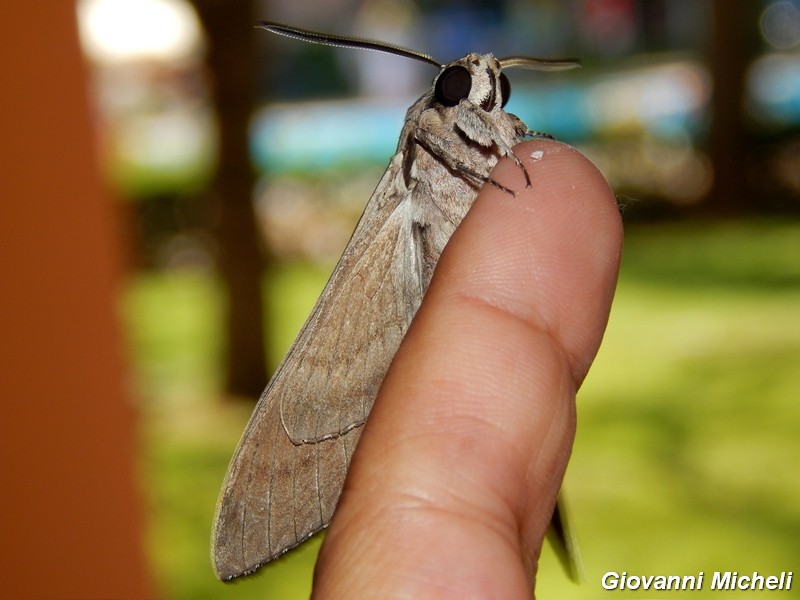 Agrius convolvuli?